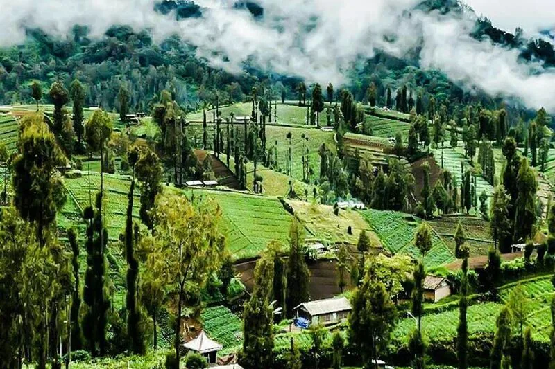 Pemandangan Desa Ngadas dari ketinggian, dengan rumah adat Tengger dan ladang sayur hijau