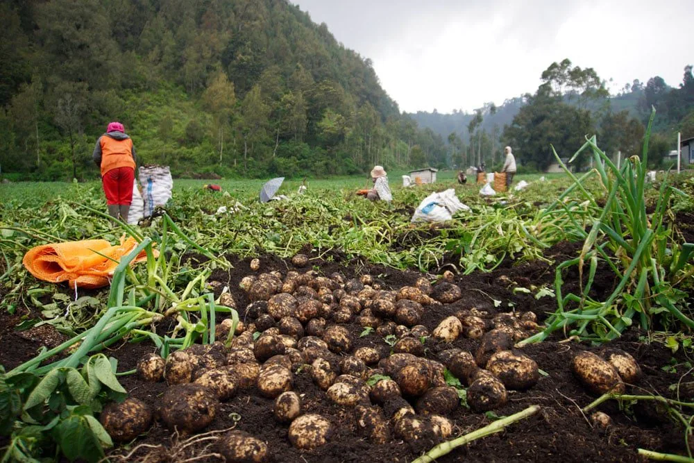 agrowisata bromo, wisatawan berinteraksi dengan petani di kebun sayur Desa Ngadas, menunjukkan keramahan masyarakat lokal  