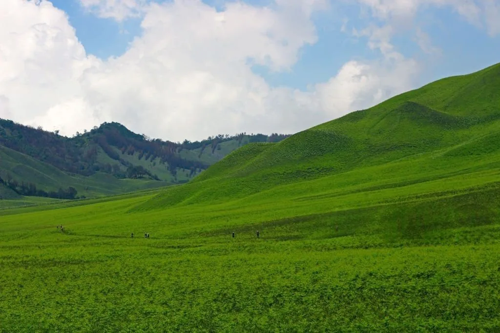 Savana Bromo hamparan padang hijau luas di kawasan wisata Bromo
